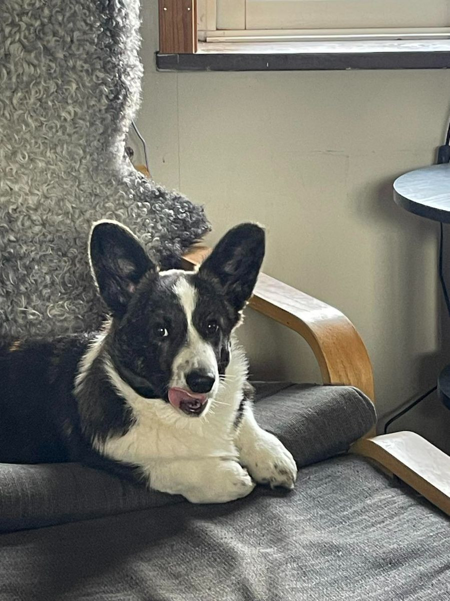 Stjärneld’s Kennel