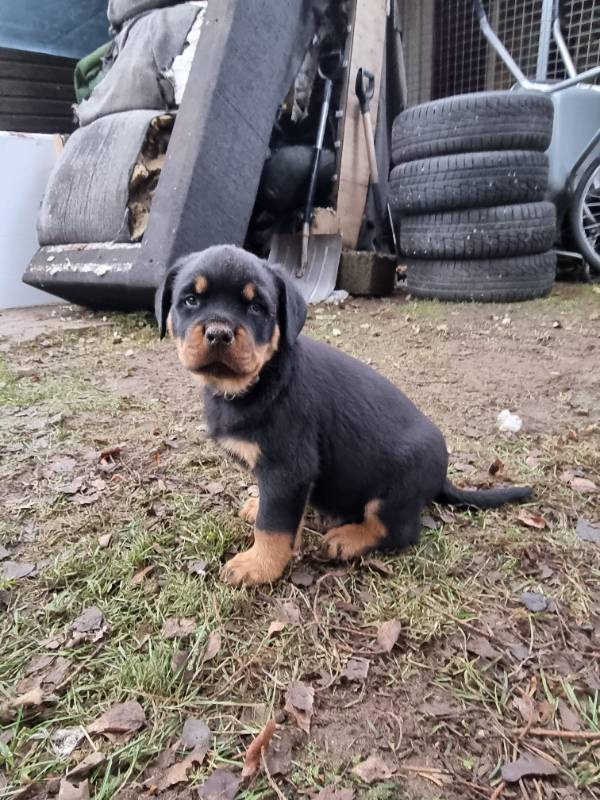 Balkan Iko’s Rottiss