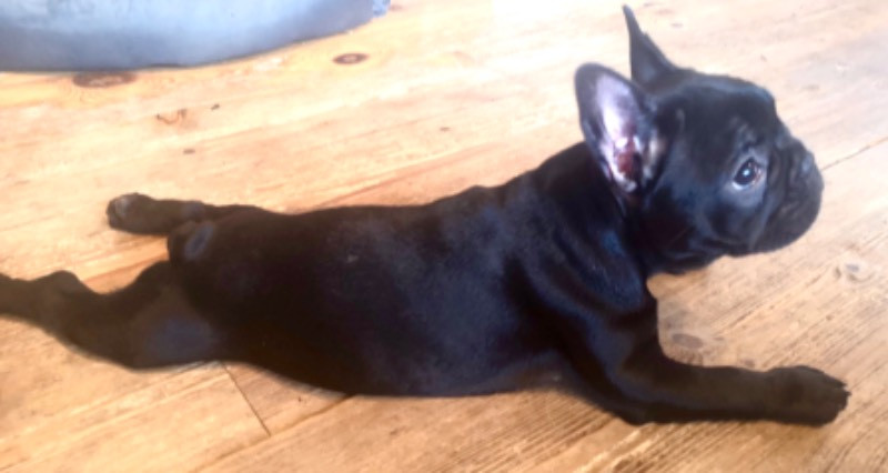 Fransk bulldog
