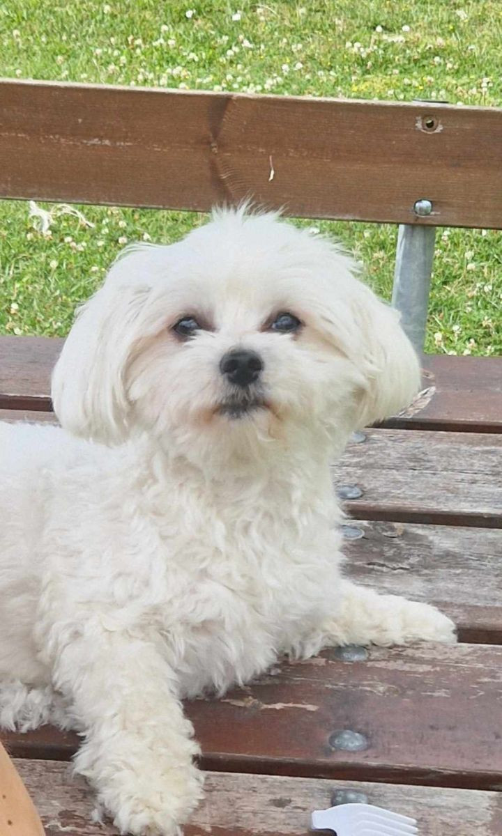 Maltipoo