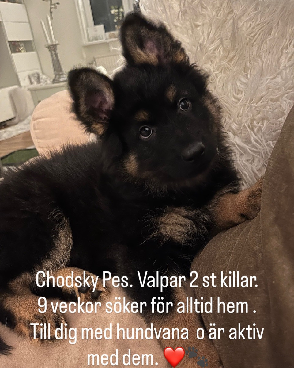 Knoll och Tott