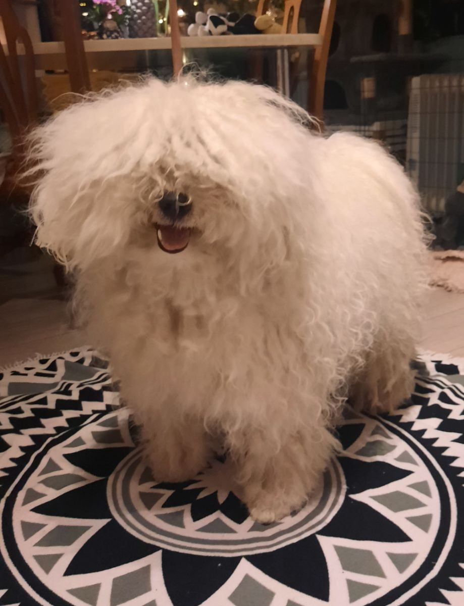 Xaida'z kennel