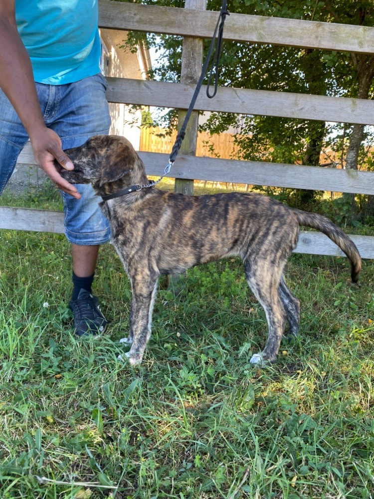 Mastiff/ovtjarka/labrador
