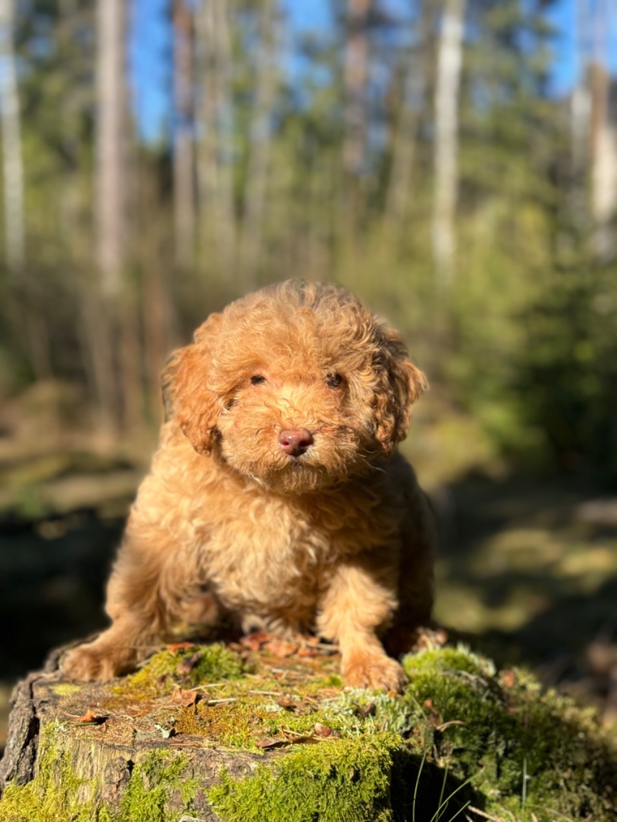 Isadoras Pudel och Cockerpoo