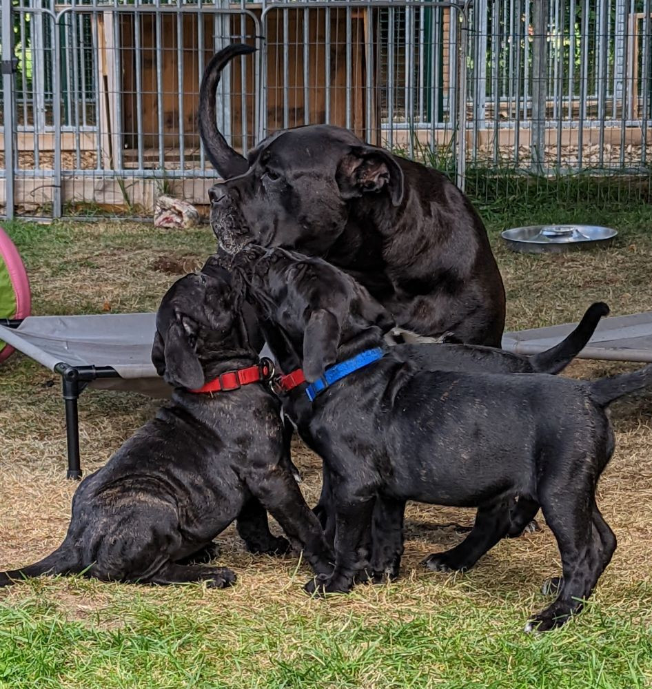 Cane corso