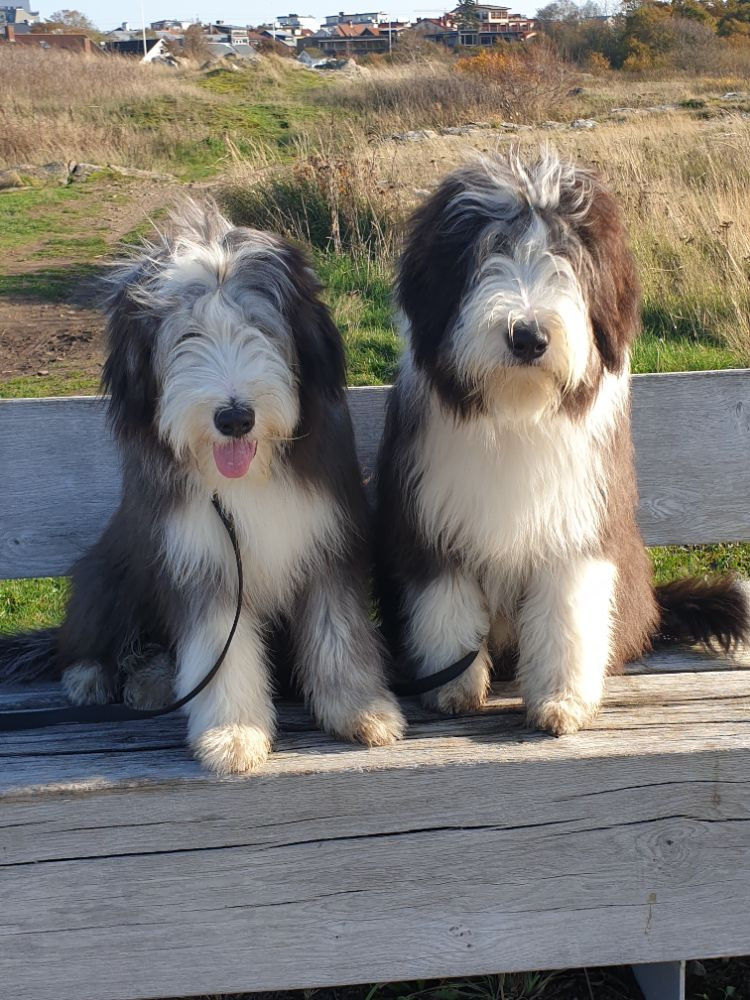 Kennel Happy Landing