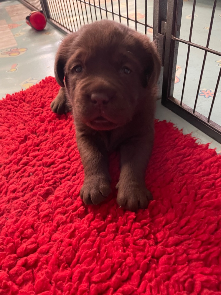 Labrador Retriever