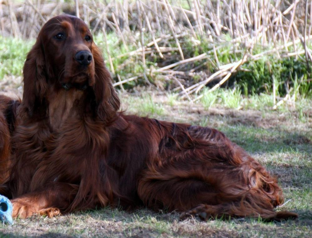 Irish Setter