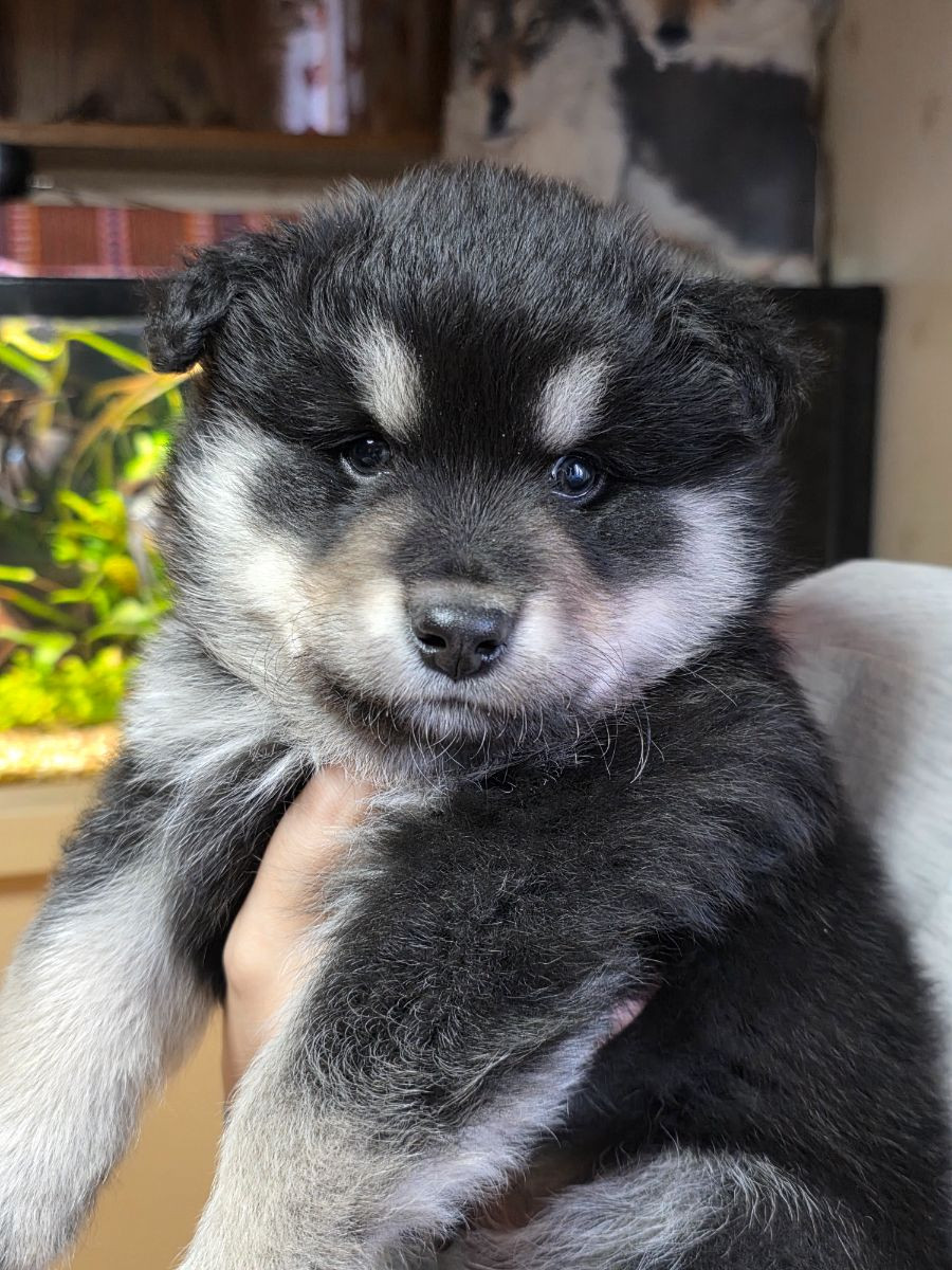 Finnish Lapphund