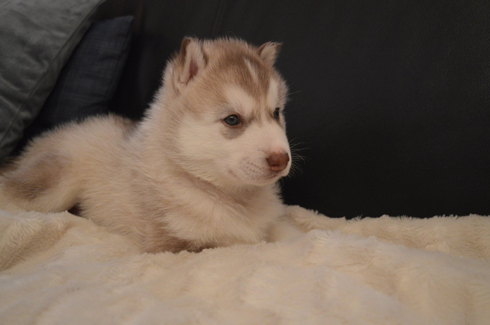 Siberian Husky