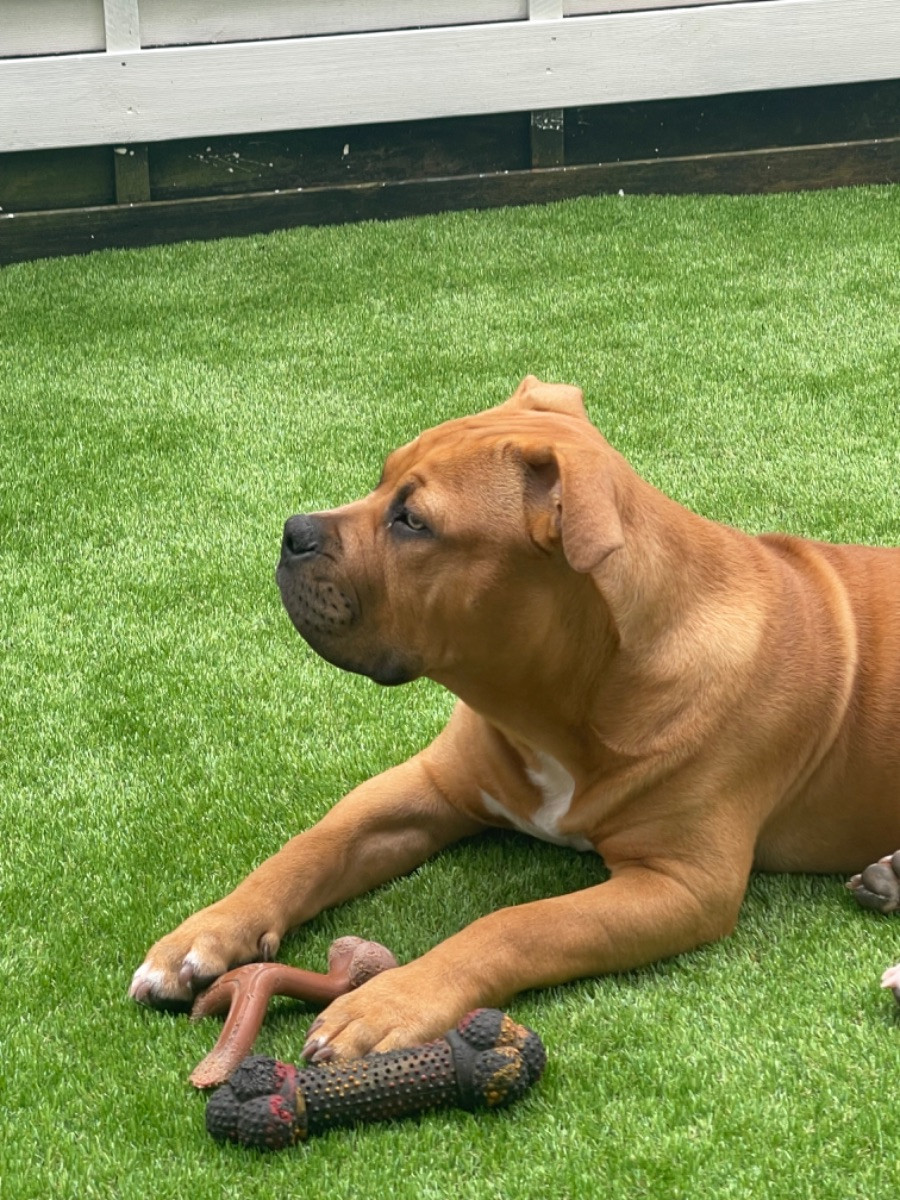 Los Dinegro's kennel