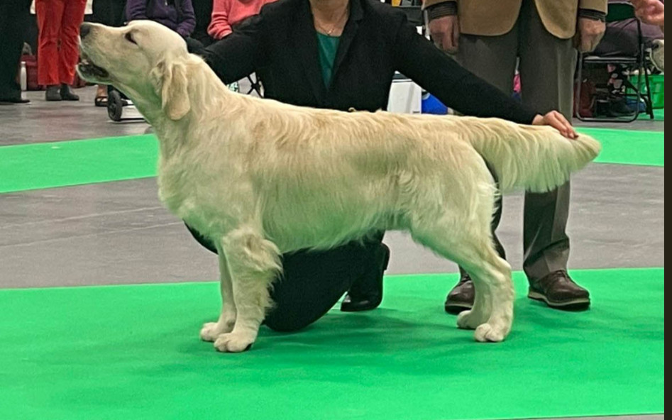 Borgabyns Kennel