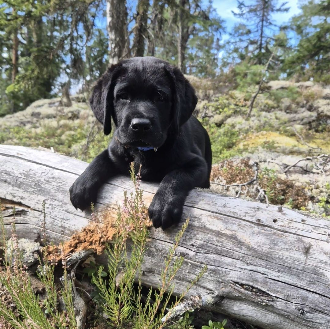 Labrador Retriever