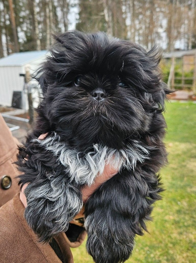 Lady tzu's