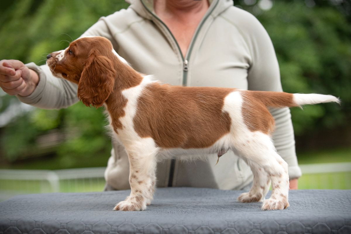 Welsh Springer Spaniel