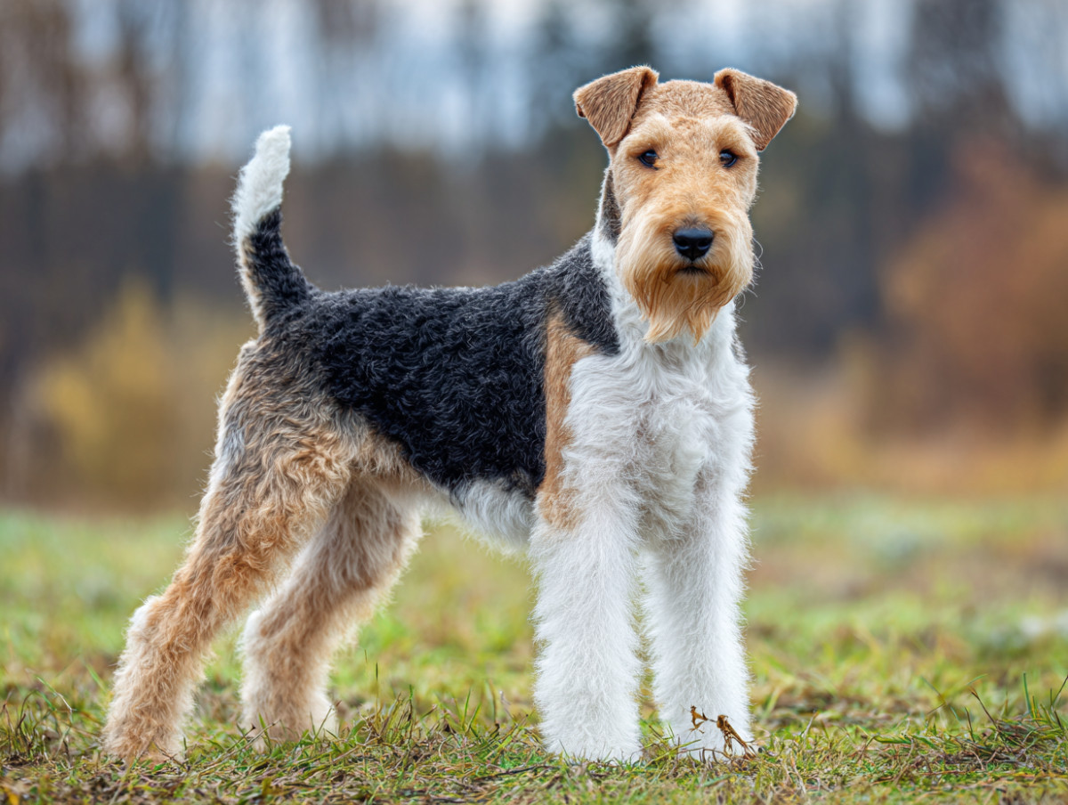 Wire Fox Terrier