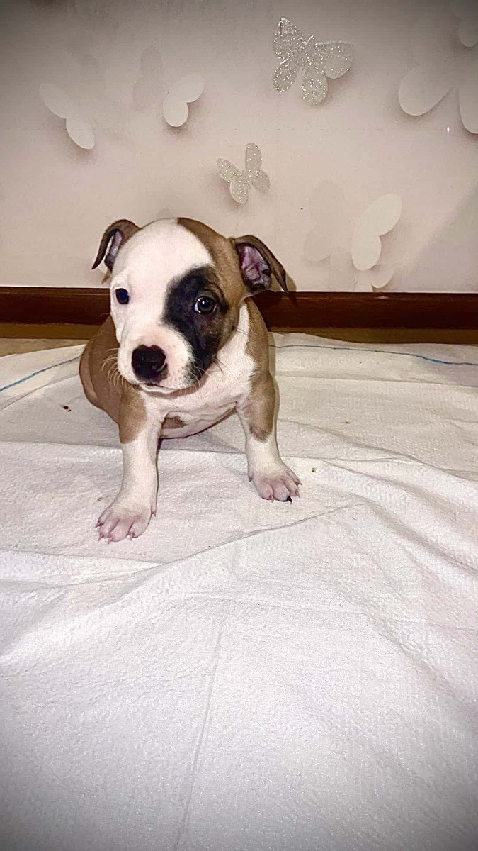 Pitbull · 2025-10-06 · Trelleborg · Daria M.