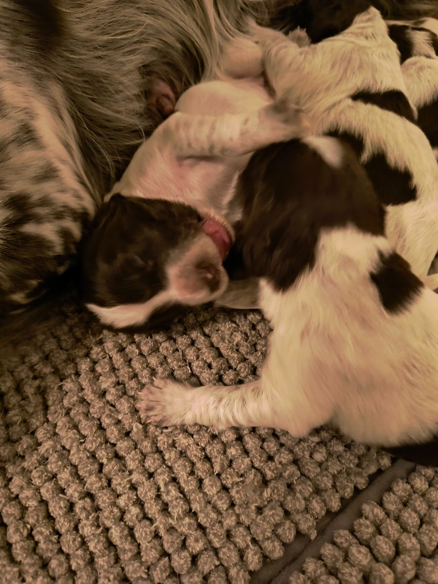 Kleine Münsterländer