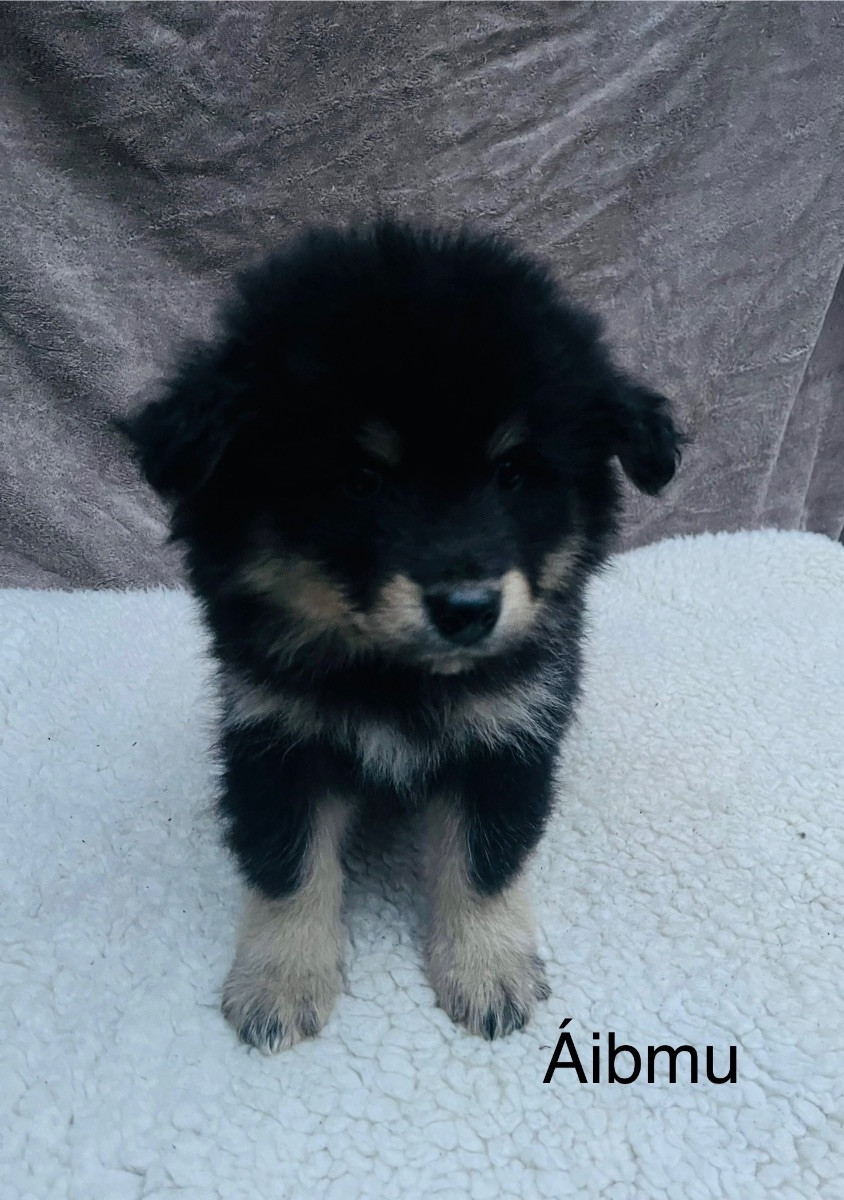 Finnish Lapphund