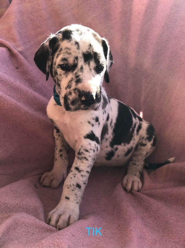Great Dane (Grand danois)