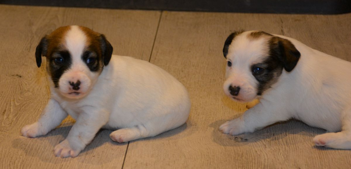 Kennel Ell-Ell's