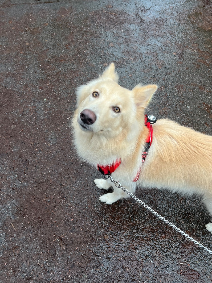 Schäfer och Alaskan Malamute · 2025-01-21 · Linghem · Vanessa R.