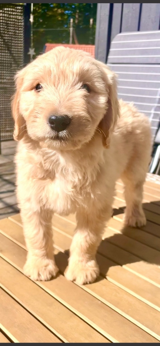 Fluffssons