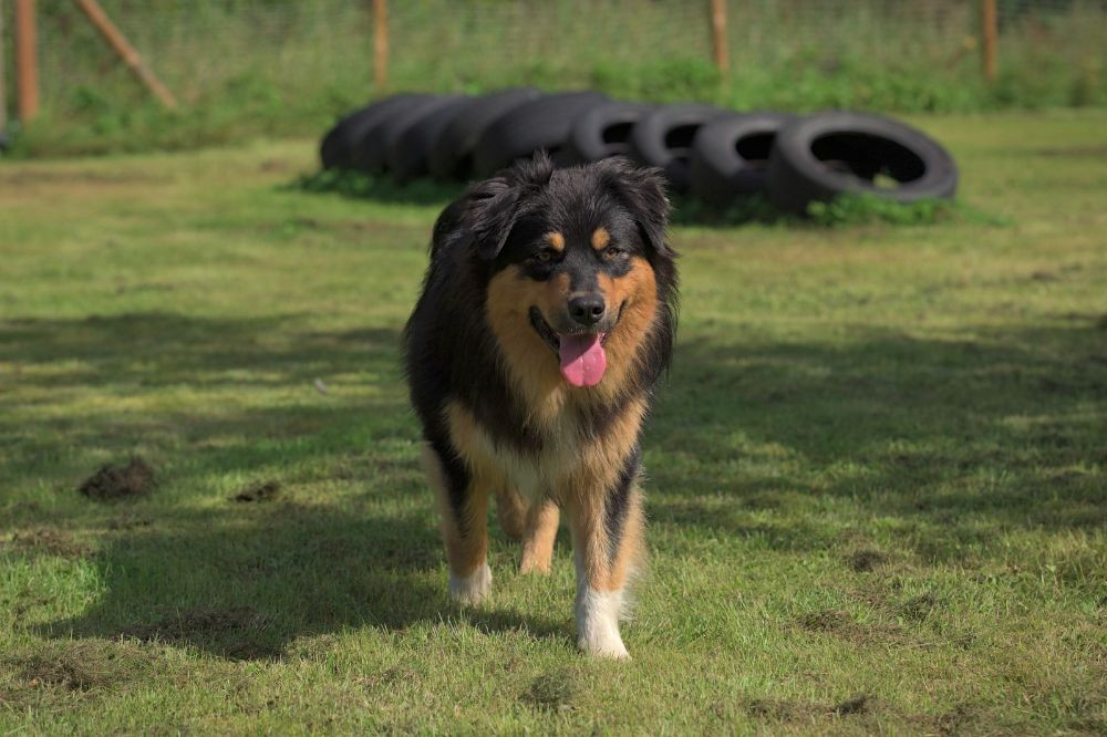 Australian shepherd x Golden retriever x Finsk lapphund