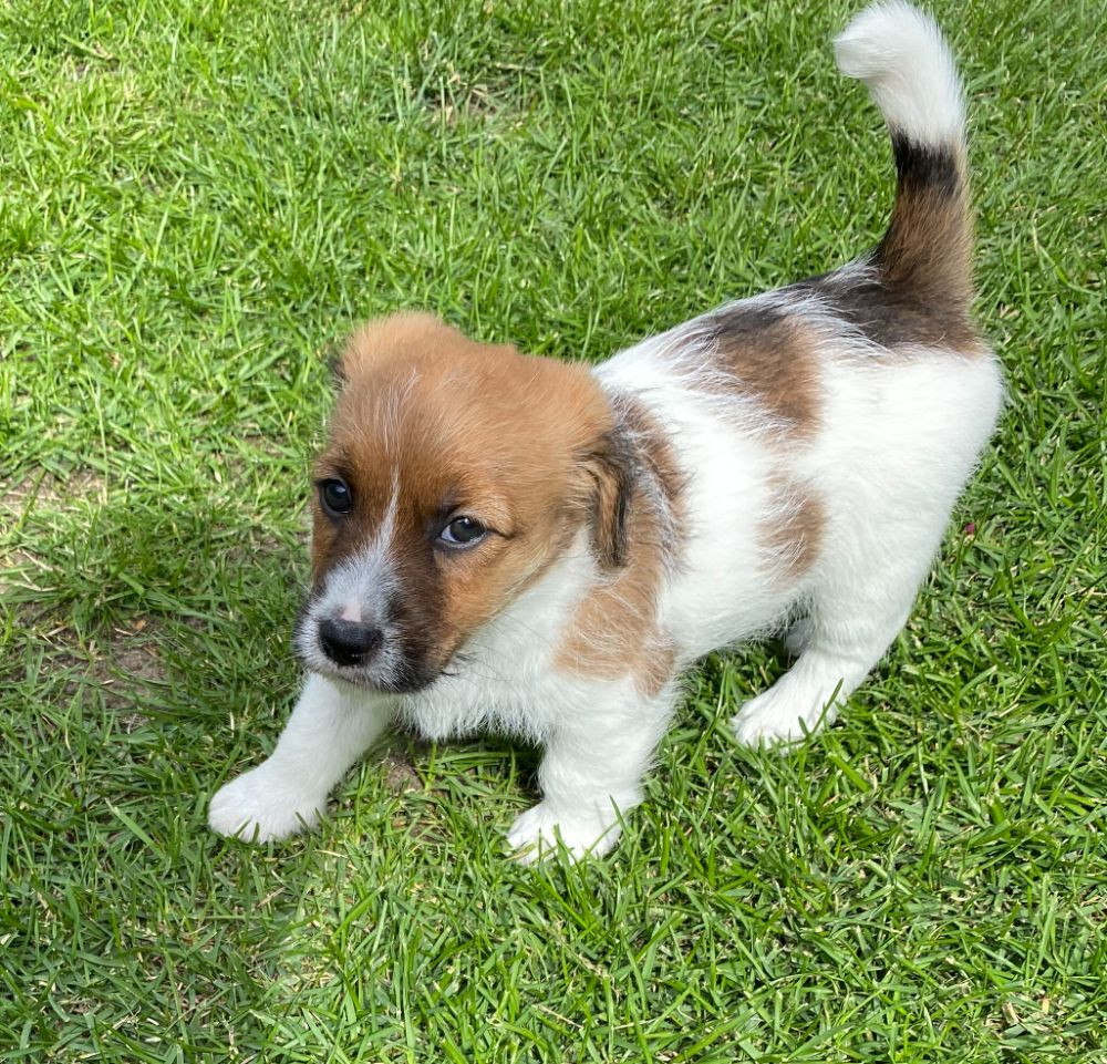 Jack russell terrier