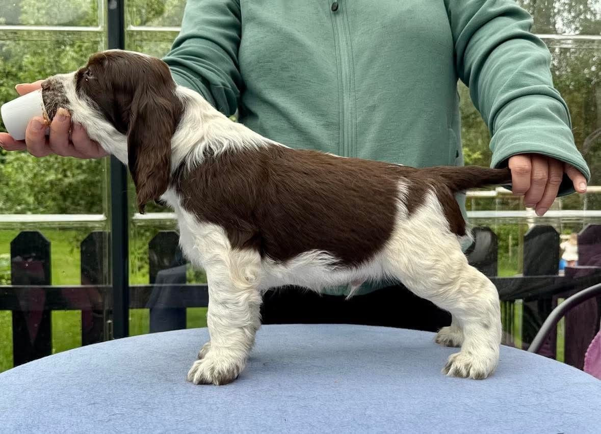 Passion Spaniels