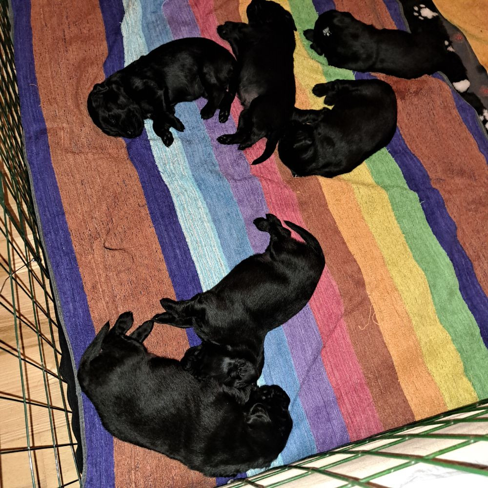 Dalhofs