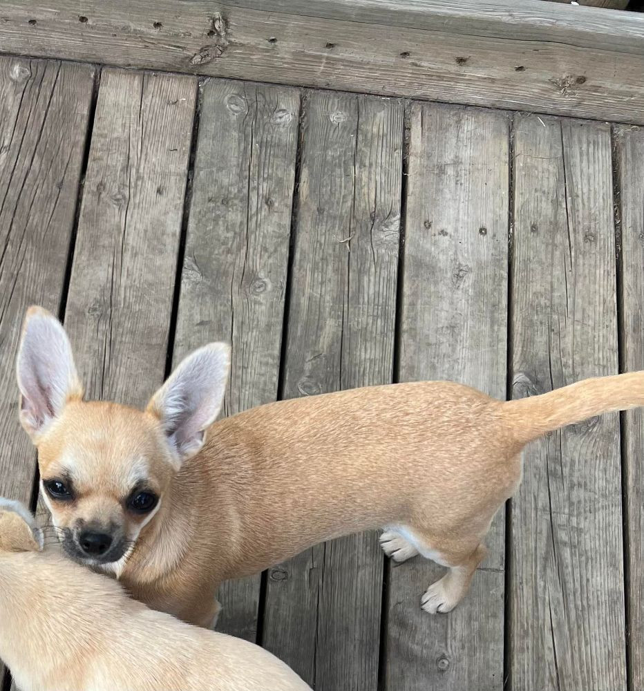 Chihuahua