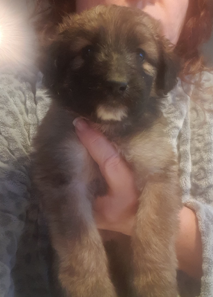 Lundatorpet