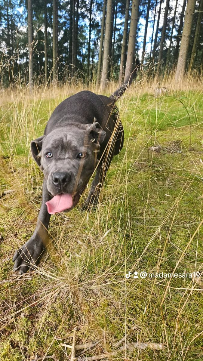 Cane corso