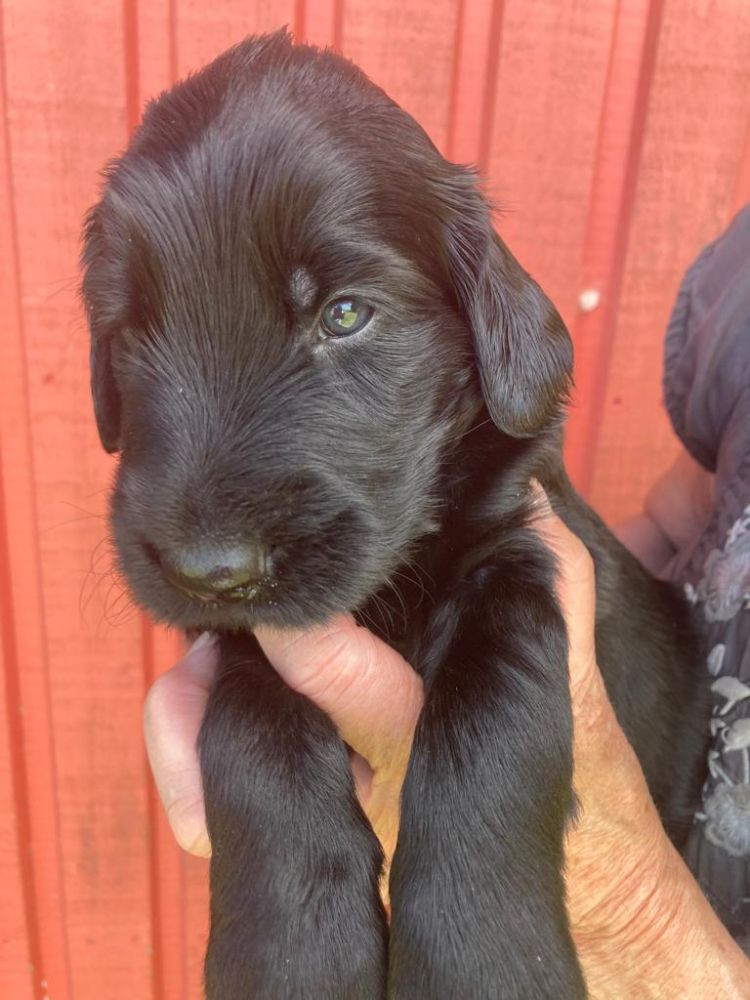 Flat Coated Retriever