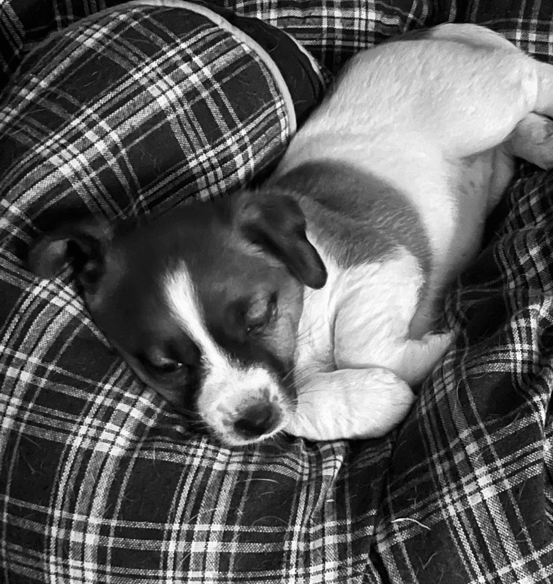 Jack Russell terrier