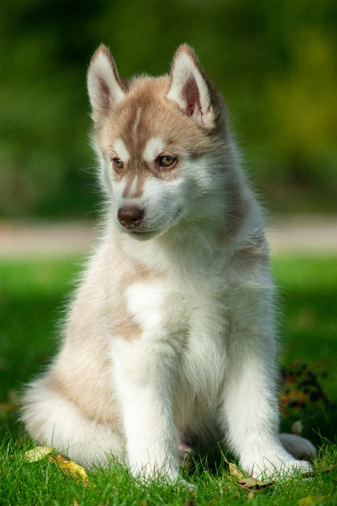 Siberian Husky