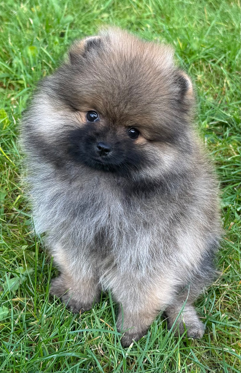 Pomeranian · 2025-08-26 · Uddevalla · Triple L Poms