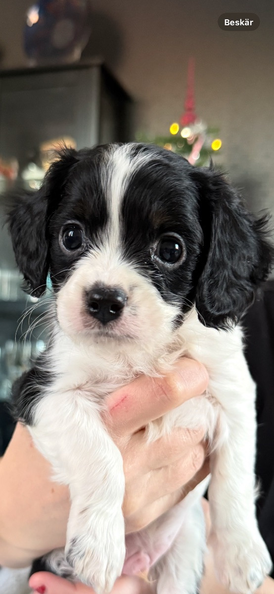 Cavapoo · 2025-11-19 · Lidingö · Elin K.