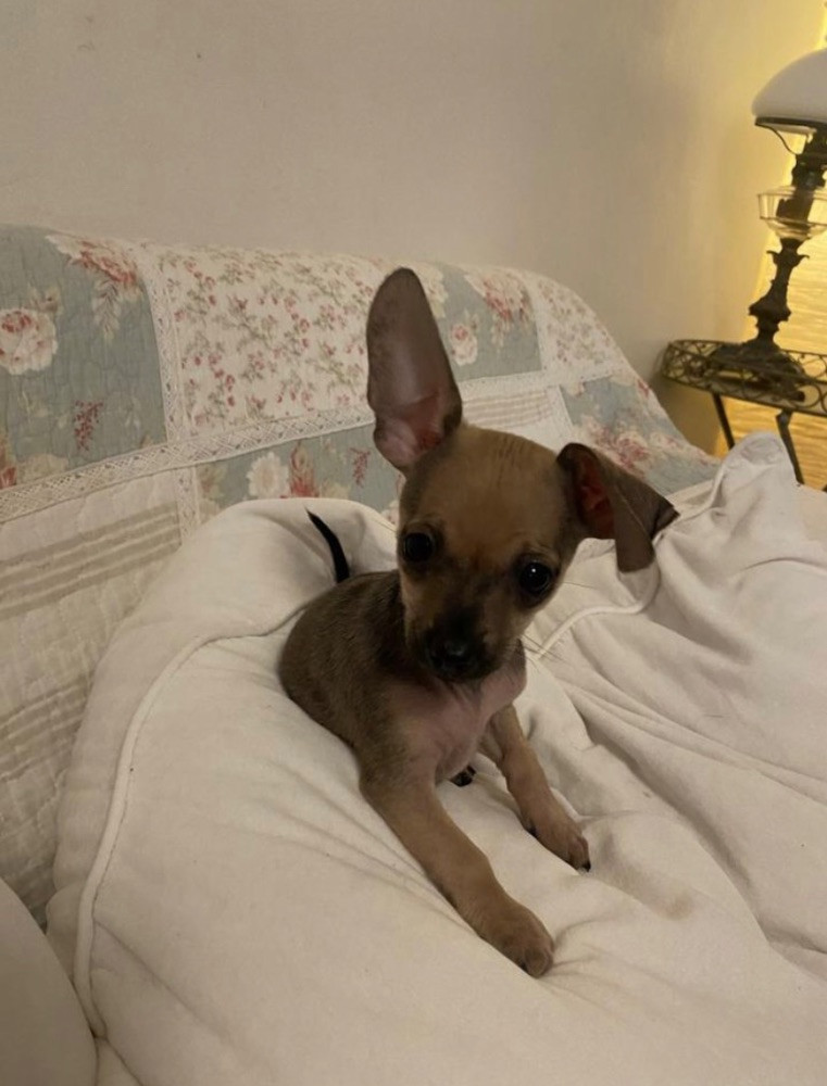 Chiweenie