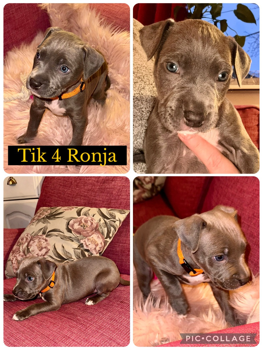 Amstaff BullyXL · 2025-11-27 · Stallarholmen · Anna E.