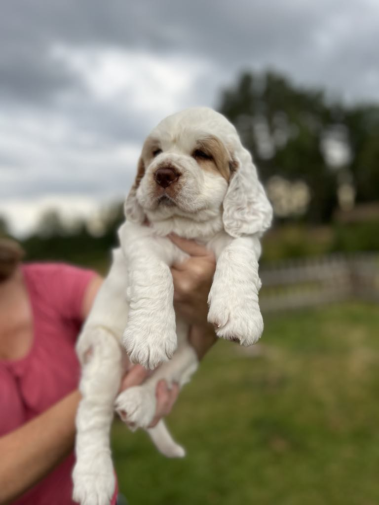 Clumber spaniel
