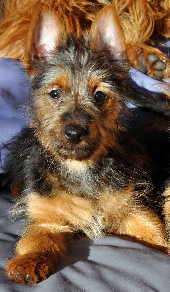 Australian Terrier
