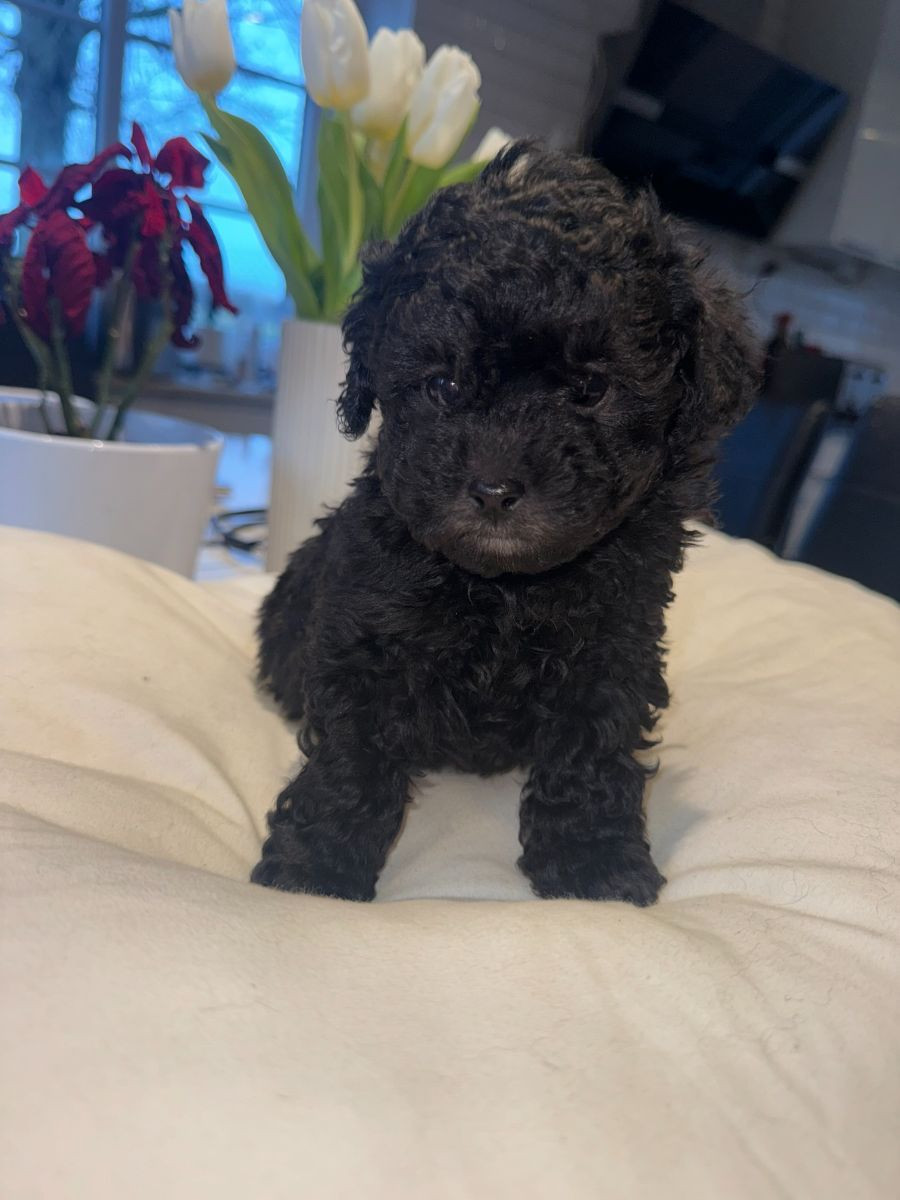 Dvärgpudel och Pomeranian · 2025-11-07 · Blentarp · Hagalunds Gård