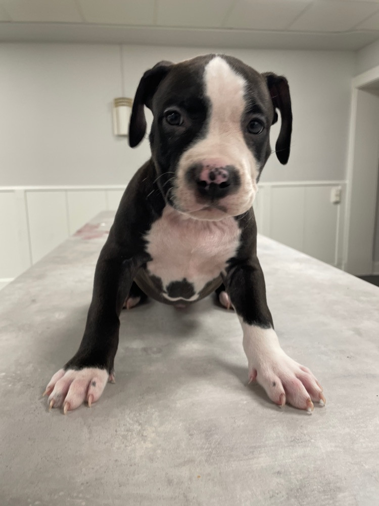 American staffordshire terrier