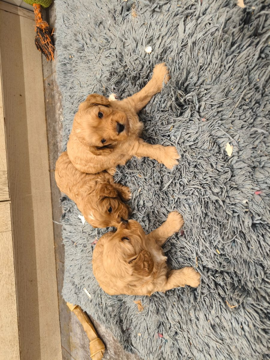 Cavapoo · 2025-11-08 · Nol · Anki S.