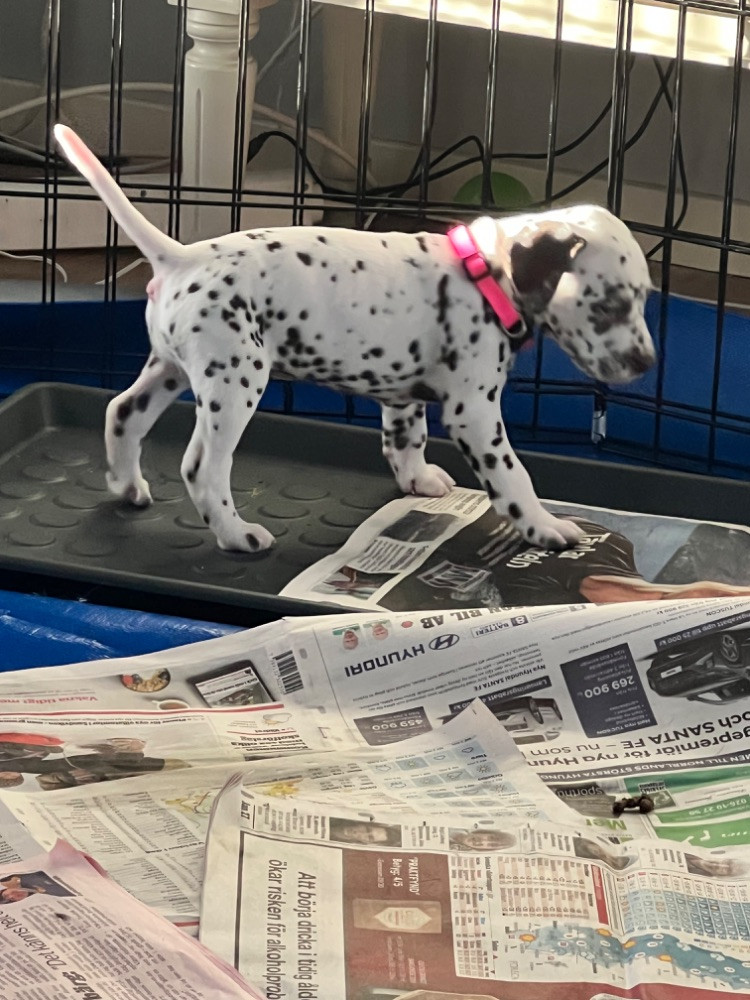 Dalmatian