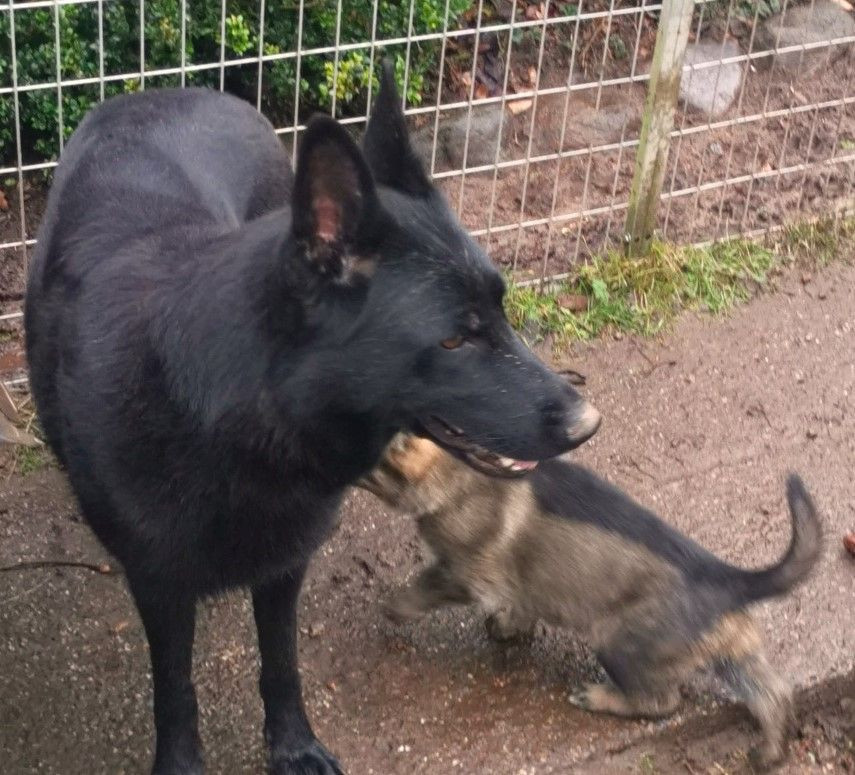 Kennel Snibor Anzi