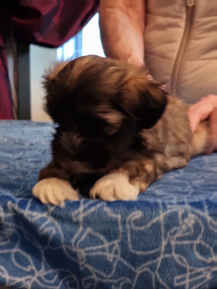 Lhasa Dreams