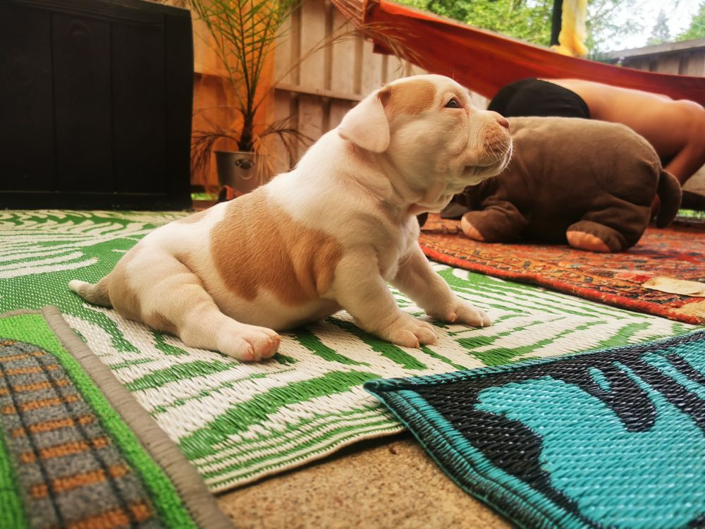Redhouse Bully